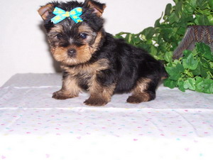 Yorkie Baby Breeders, Yorkie Puppies, AKC Yorkie Puppies