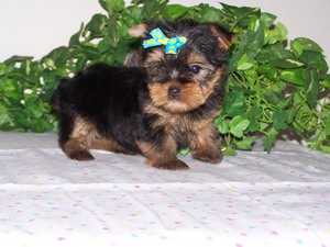 Yorkie Baby Breeders, Yorkie Puppies, AKC Yorkie Puppies