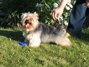 Yorkie Baby Breeders, Yorkie Puppies, AKC Yorkie Puppies