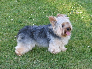 Yorkie Baby Breeders, Yorkie Puppies, AKC Yorkie Puppies