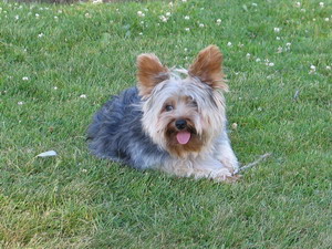 Best Yorkie Breeder, Best Yorkie Baby, Teacup Yorkie