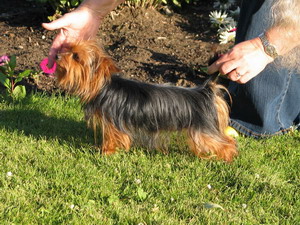 Yorkie, Yorkie Pets, Yorkshire Terrier Breeders