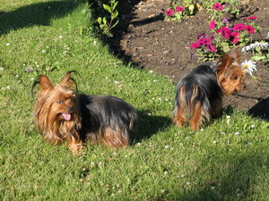 Yorkie, Yorkie Pets, Yorkshire Terrier Breeders