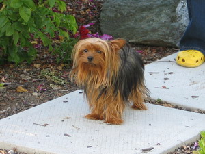 Yorkie, Yorkie Pets, Yorkshire Terrier Breeders