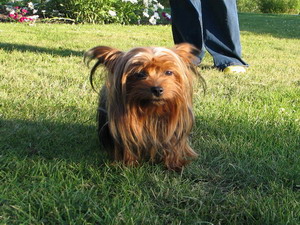 Best Yorkie Breeder, Best Yorkie Baby, Teacup Yorkie